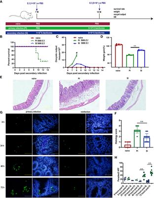 Tissue-resident, memory CD8+ T cells are effective in clearing intestinal Eimeria falciformis reinfection in mice